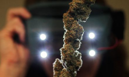 Legalisation of Marijuana