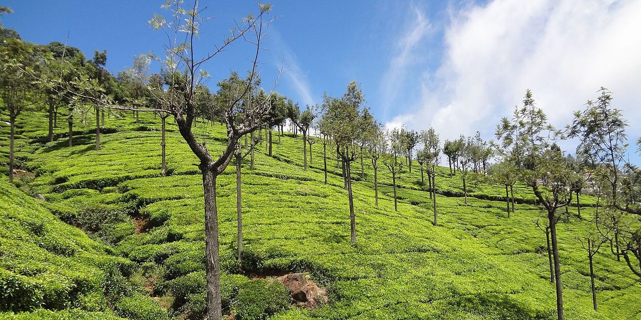 Top 5 Things to See And Do in Ooty