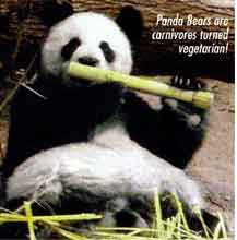 panda bears are carnivores turned vegetarians