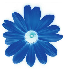 blue daisy for valentines