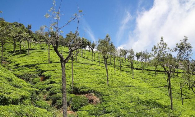 Top 5 Things to See And Do in Ooty