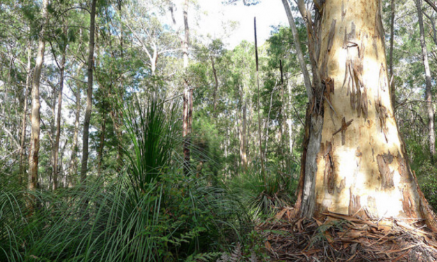 Authentic Experiences in Small Towns of Australia